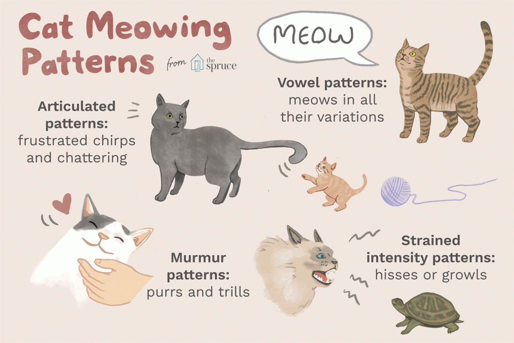 เรียนรู้ภาษาแมว