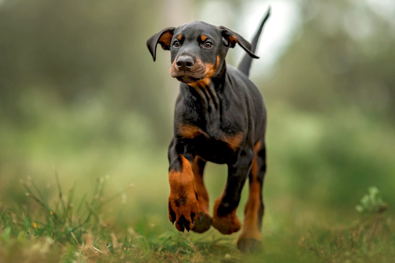 รู้จัก สุนัขพันธุ์ Doberman Pinscher น้อง หมาตัวใหม่ของ ลิซ่า Blackpink