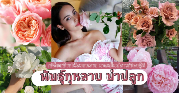 พันธุ์กุหลาบ น่าปลูก