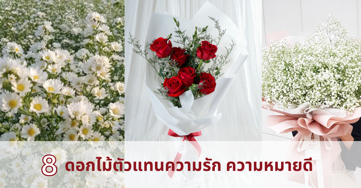 8 ดอกไม้ตัวแทนความรัก ความหมายดี น่ามอบให้แฟนในวันสำคัญ